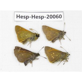 Thoressa sp. China, Sichuan, Batang county. 4M. Hesp-Hesp-20060.