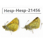 Thoressa sp. China, Sichuan, Ganzi, Kangding, Mt.Zheduoshan. 2M. Hesp-Hesp-21456.