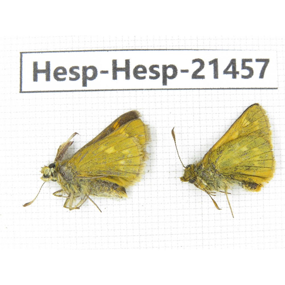 Thoressa sp. China, Sichuan, Ganzi, Kangding, Mt.Zheduoshan. 2M. Hesp-Hesp-21457.