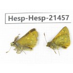 Thoressa sp. China, Sichuan, Ganzi, Kangding, Mt.Zheduoshan. 2M. Hesp-Hesp-21457.
