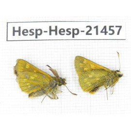 Thoressa sp. China, Sichuan, Ganzi, Kangding, Mt.Zheduoshan. 2M. Hesp-Hesp-21457.