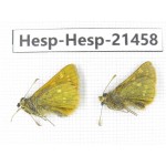 Thoressa sp. China, Sichuan, Ganzi, Kangding, Mt.Zheduoshan. 2M. Hesp-Hesp-21458.