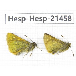 Thoressa sp. China, Sichuan, Ganzi, Kangding, Mt.Zheduoshan. 2M. Hesp-Hesp-21458.