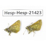 Thoressa sp. China, Sichuan, Ganzi, Kangding, Tagong town. 2M. Hesp-Hesp-21423.