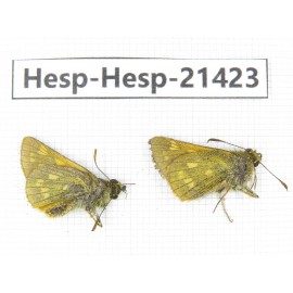 Thoressa sp. China, Sichuan, Ganzi, Kangding, Tagong town. 2M. Hesp-Hesp-21423.