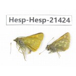 Thoressa sp. China, Sichuan, Ganzi, Kangding, Tagong town. 2M. Hesp-Hesp-21424.
