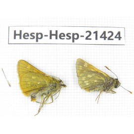 Thoressa sp. China, Sichuan, Ganzi, Kangding, Tagong town. 2M. Hesp-Hesp-21424.