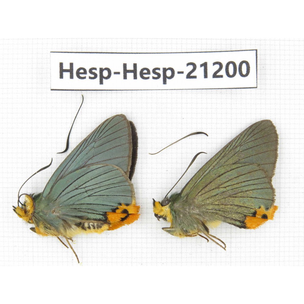 Choasps benjaminii. China, Sichuan, Ganzi, S Slop of Mt.Gonggashan. 2M. Hesp-Hesp-21200.