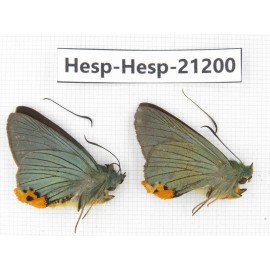 Choasps benjaminii. China, Sichuan, Ganzi, S Slop of Mt.Gonggashan. 2M. Hesp-Hesp-21200.