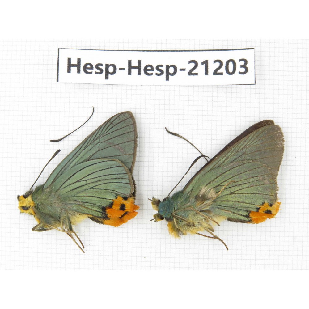 Choasps benjaminii. China, Sichuan, Ganzi, S Slop of Mt.Gonggashan. 2M. Hesp-Hesp-21203.