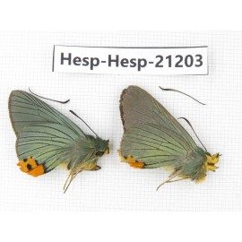 Choasps benjaminii. China, Sichuan, Ganzi, S Slop of Mt.Gonggashan. 2M. Hesp-Hesp-21203.