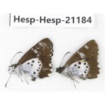 Daimio tethys. China, Sichuan, Ganzi, S Slop of Mt.Gonggashan. 2M. Hesp-Hesp-21184.