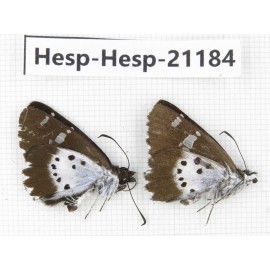 Daimio tethys. China, Sichuan, Ganzi, S Slop of Mt.Gonggashan. 2M. Hesp-Hesp-21184.