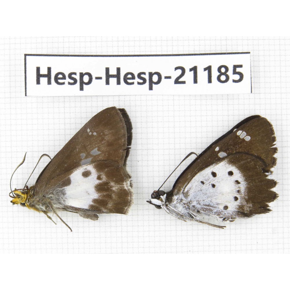 Daimio tethys. China, Sichuan, Ganzi, S Slop of Mt.Gonggashan. 2M. Hesp-Hesp-21185.