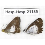 Daimio tethys. China, Sichuan, Ganzi, S Slop of Mt.Gonggashan. 2M. Hesp-Hesp-21185.