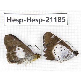 Daimio tethys. China, Sichuan, Ganzi, S Slop of Mt.Gonggashan. 2M. Hesp-Hesp-21185.