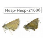 Thoressa sp. China, Tibet, Linzhi, Milin county. 2M. Hesp-Hesp-21686.