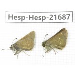 Thoressa sp. China, Tibet, Linzhi, Milin county. 2M. Hesp-Hesp-21687.