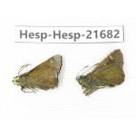 Thoressa sp. China, Tibet, Linzhi, Motuo county, Beibeng. 2M. Hesp-Hesp-21682.