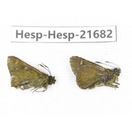 Thoressa sp. China, Tibet, Linzhi, Motuo county, Beibeng. 2M. Hesp-Hesp-21682.