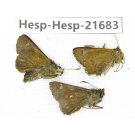 Thoressa sp. China, Tibet, Linzhi, Motuo county, Beibeng. 3M. Hesp-Hesp-21683.