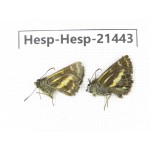 Sebastonyma dolopia. China, Tibet, Motuo county, Beibeng. 2M. Hesp-Hesp-21443.