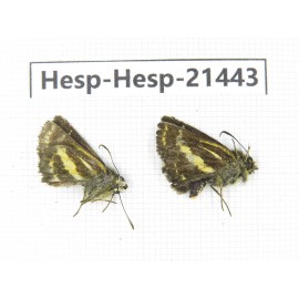 Sebastonyma dolopia. China, Tibet, Motuo county, Beibeng. 2M. Hesp-Hesp-21443.
