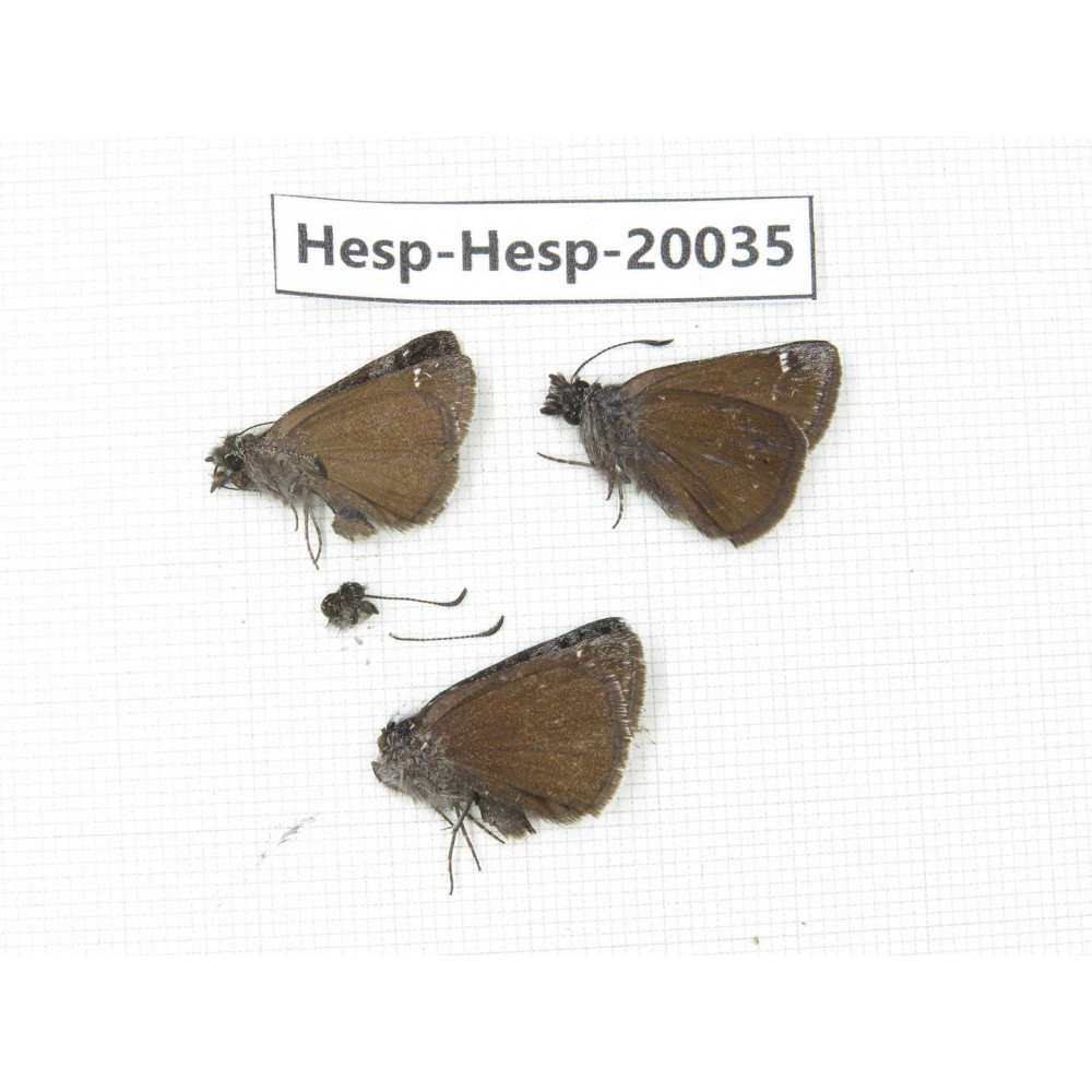 Erynnis pelias. China, Tibet, Qamdo area, Mangkang county. 3M. Hesp-Hesp-20035.