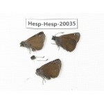 Erynnis pelias. China, Tibet, Qamdo area, Mangkang county. 3M. Hesp-Hesp-20035.
