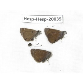 Erynnis pelias. China, Tibet, Qamdo area, Mangkang county. 3M. Hesp-Hesp-20035.