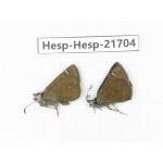 Erynnis pelias. China, Tibet, Qamdo, Mt.Zonglashan. 2M. Hesp-Hesp-21704.