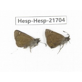 Erynnis pelias. China, Tibet, Qamdo, Mt.Zonglashan. 2M. Hesp-Hesp-21704.
