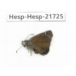 Erynnis pelias. China, Tibet, Qamdo, Mt.Zonglashan. 1M. Hesp-Hesp-21725.