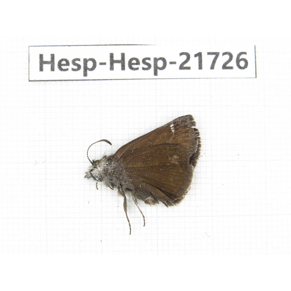Erynnis pelias. China, Tibet, Qamdo, Mt.Zonglashan. 1M. Hesp-Hesp-21726.