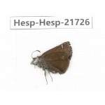 Erynnis pelias. China, Tibet, Qamdo, Mt.Zonglashan. 1M. Hesp-Hesp-21726.