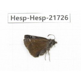 Erynnis pelias. China, Tibet, Qamdo, Mt.Zonglashan. 1M. Hesp-Hesp-21726.