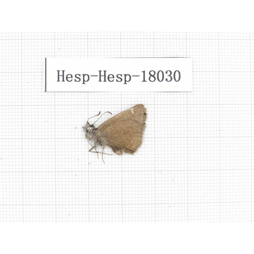 Erynnis pelias. China, Tibet, Qamdo, Qamdo valley. 1M. Hesp-Hesp-18030.
