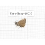 Erynnis pelias. China, Tibet, Qamdo, Qamdo valley. 1M. Hesp-Hesp-18030.
