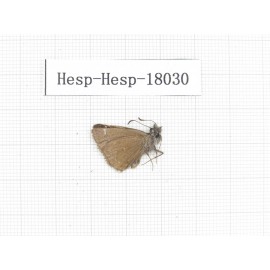 Erynnis pelias. China, Tibet, Qamdo, Qamdo valley. 1M. Hesp-Hesp-18030.