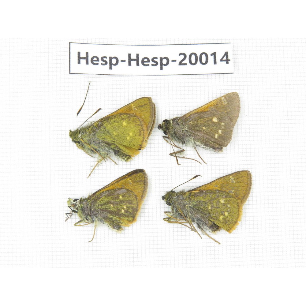 Thoressa latris. China, Yunnan, Dali, Fengyi town. 4M. Hesp-Hesp-20014.