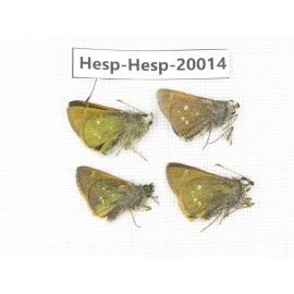 Thoressa latris. China, Yunnan, Dali, Fengyi town. 4M. Hesp-Hesp-20014.