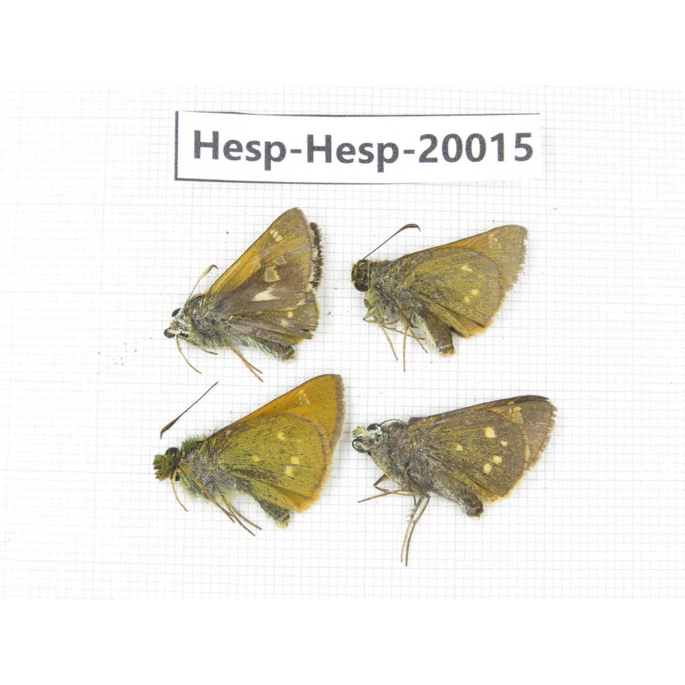 Thoressa latris. China, Yunnan, Dali, Fengyi town. 4M. Hesp-Hesp-20015.