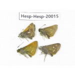 Thoressa latris. China, Yunnan, Dali, Fengyi town. 4M. Hesp-Hesp-20015.
