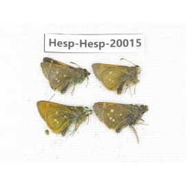 Thoressa latris. China, Yunnan, Dali, Fengyi town. 4M. Hesp-Hesp-20015.