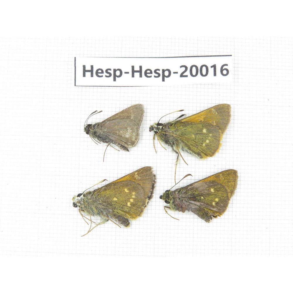 Thoressa latris & Aeromachus propinquus. China, Yunnan, Dali, Fengyi town. 4M. Hesp-Hesp-20016.
