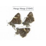 Lobocla bifasciata. China, Yunnan, Dali, Fengyi town. 3M. Hesp-Hesp-21045.