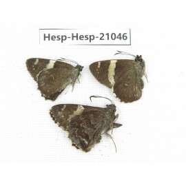 Lobocla bifasciata. China, Yunnan, Dali, Fengyi town. 3M. Hesp-Hesp-21046.