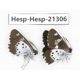 Daimio tethys. China, Yunnan, Dali, Fengyi town. 2M. Hesp-Hesp-21306.