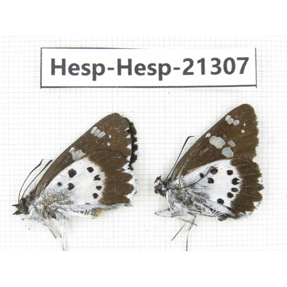 Daimio tethys. China, Yunnan, Dali, Fengyi town. 2M. Hesp-Hesp-21307.