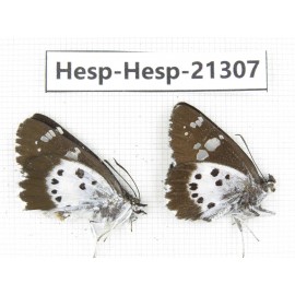Daimio tethys. China, Yunnan, Dali, Fengyi town. 2M. Hesp-Hesp-21307.